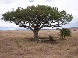 Western_Corridor2009-110